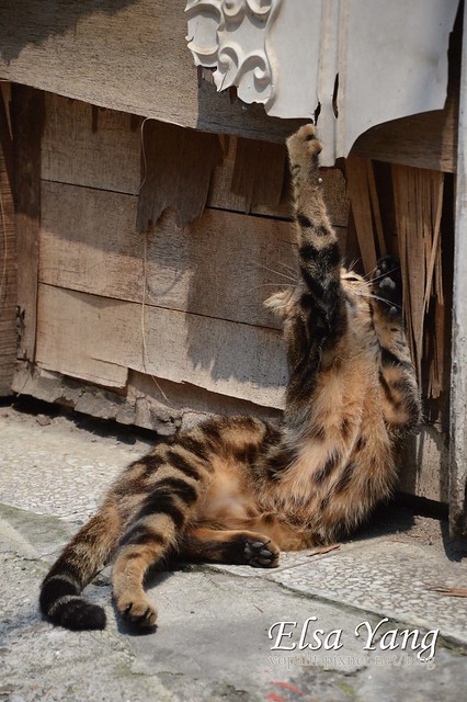 [cat] 巷口可愛的小貓。一邊曬太陽、一邊玩耍 @ELSA菲常好攝