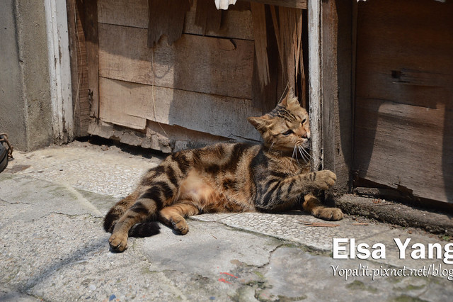 [cat] 巷口可愛的小貓。一邊曬太陽、一邊玩耍 @ELSA菲常好攝