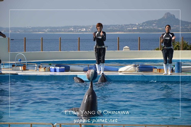 [okinawa] 沖繩。美ら海水族館之海豚表演篇|海洋公園|國立水族館|美之海水族館|黑潮之海|美麗海水族館 @ELSA菲常好攝