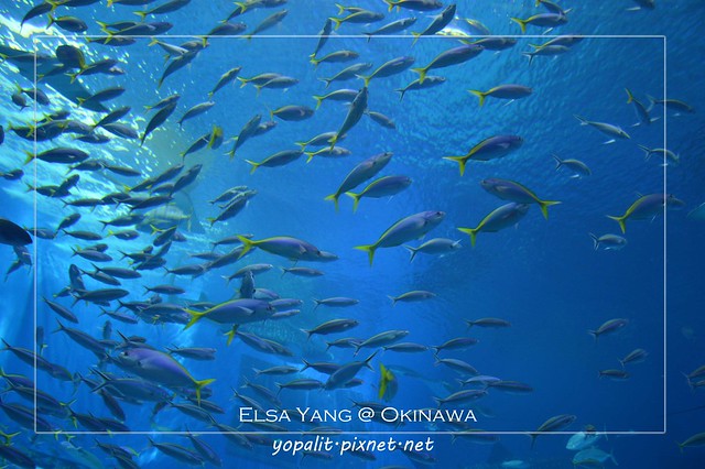 [okinawa] 沖繩。美之海水族館-黑潮之海|必訪景點|遊記|超大水族箱|美麗海|美ら海水族館|國立水族館 @ELSA菲常好攝