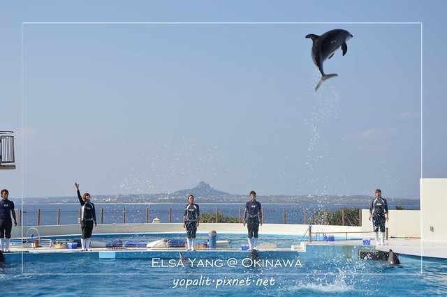[okinawa] 沖繩。美ら海水族館之海豚表演篇|海洋公園|國立水族館|美之海水族館|黑潮之海|美麗海水族館 @ELSA菲常好攝