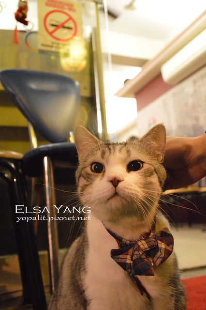 [貓] 台北後車站可愛招財貓、淡水捷運站日式簡餐店貓咪當店貓|貓咪店家 @ELSA菲常好攝