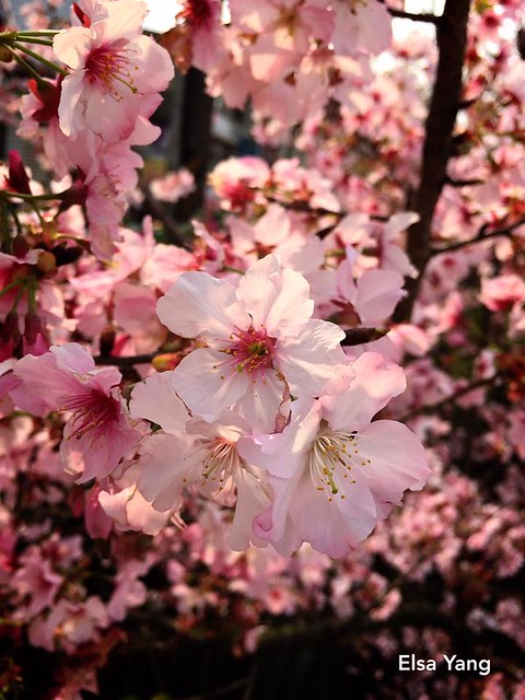 [子言子語] 風光明媚的陽春三月天。淡水櫻花樹下的雙胞胎3y3m @ELSA菲常好攝