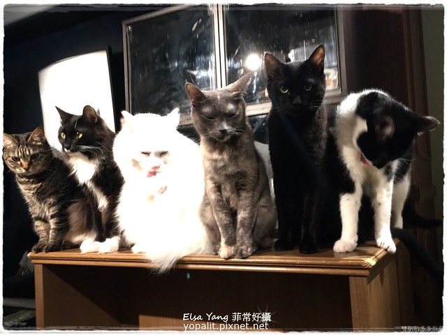 [美食] 東京淺草-Cat Cafe Calaugh貓咪咖啡廳｜附近景點今戶神社 @ELSA菲常好攝