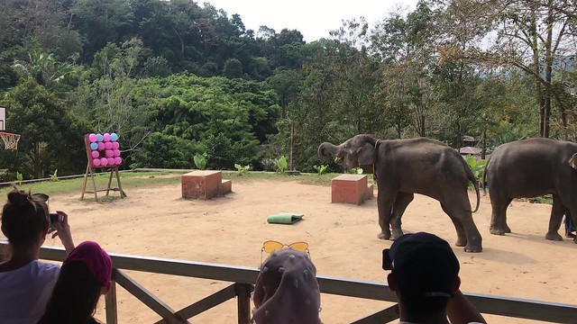 [泰國親子旅遊] 普吉島SAFARI沙發里騎大象行程心得分享|泰國馬來西亞新加坡 @ELSA菲常好攝