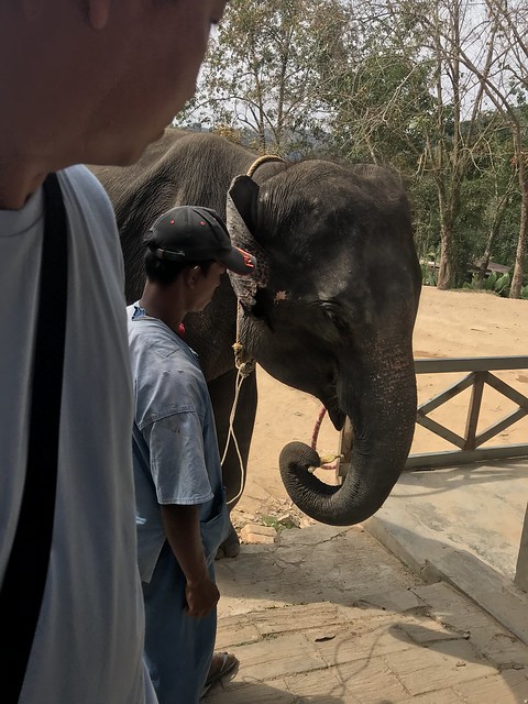 [泰國親子旅遊] 普吉島SAFARI沙發里騎大象行程心得分享|泰國馬來西亞新加坡 @ELSA菲常好攝