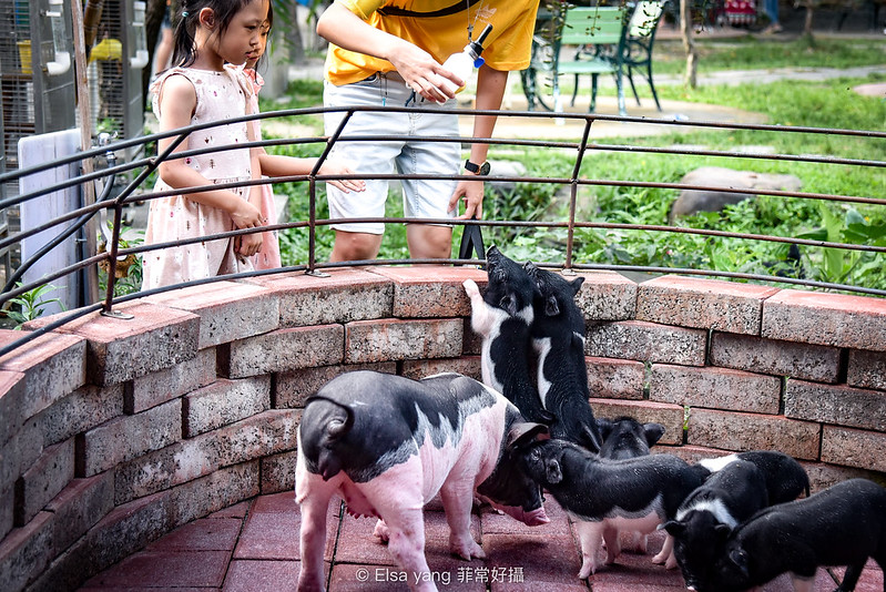 [宜蘭景點] 宜農牧場門票30餵豬餵羊餵魚小兔子天竺鼠｜手工diy心得評價宜蘭一日遊景點分享 @ELSA菲常好攝
