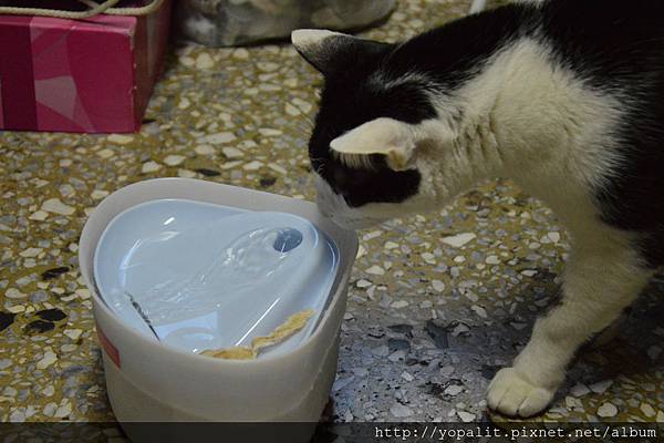 [Cat]  貓咪尿結石。怎麼讓貓咪多喝水？ @ELSA菲常好攝